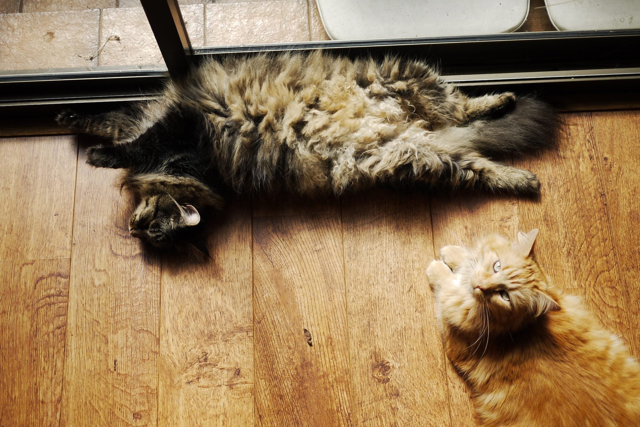 What to feed cats with pancreatitis