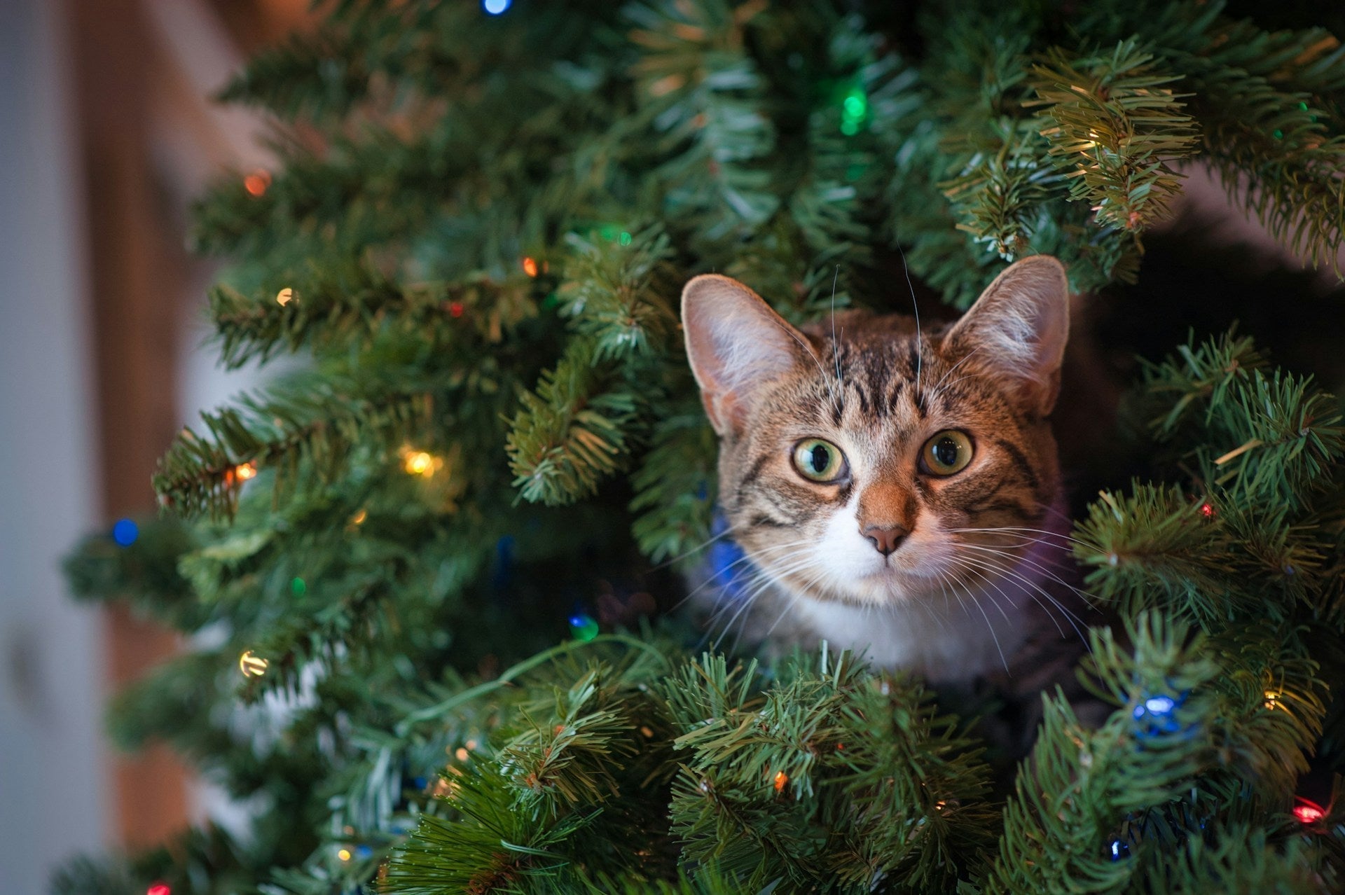 Christmas recipe and gift ideas for cats
