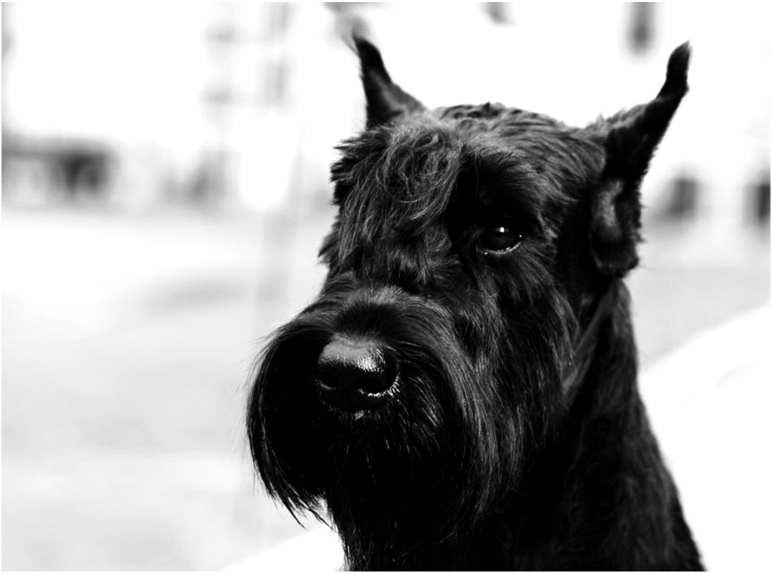 Case of the month: symmetrical lupoid onychodystrophy in a Giant Schnauzer