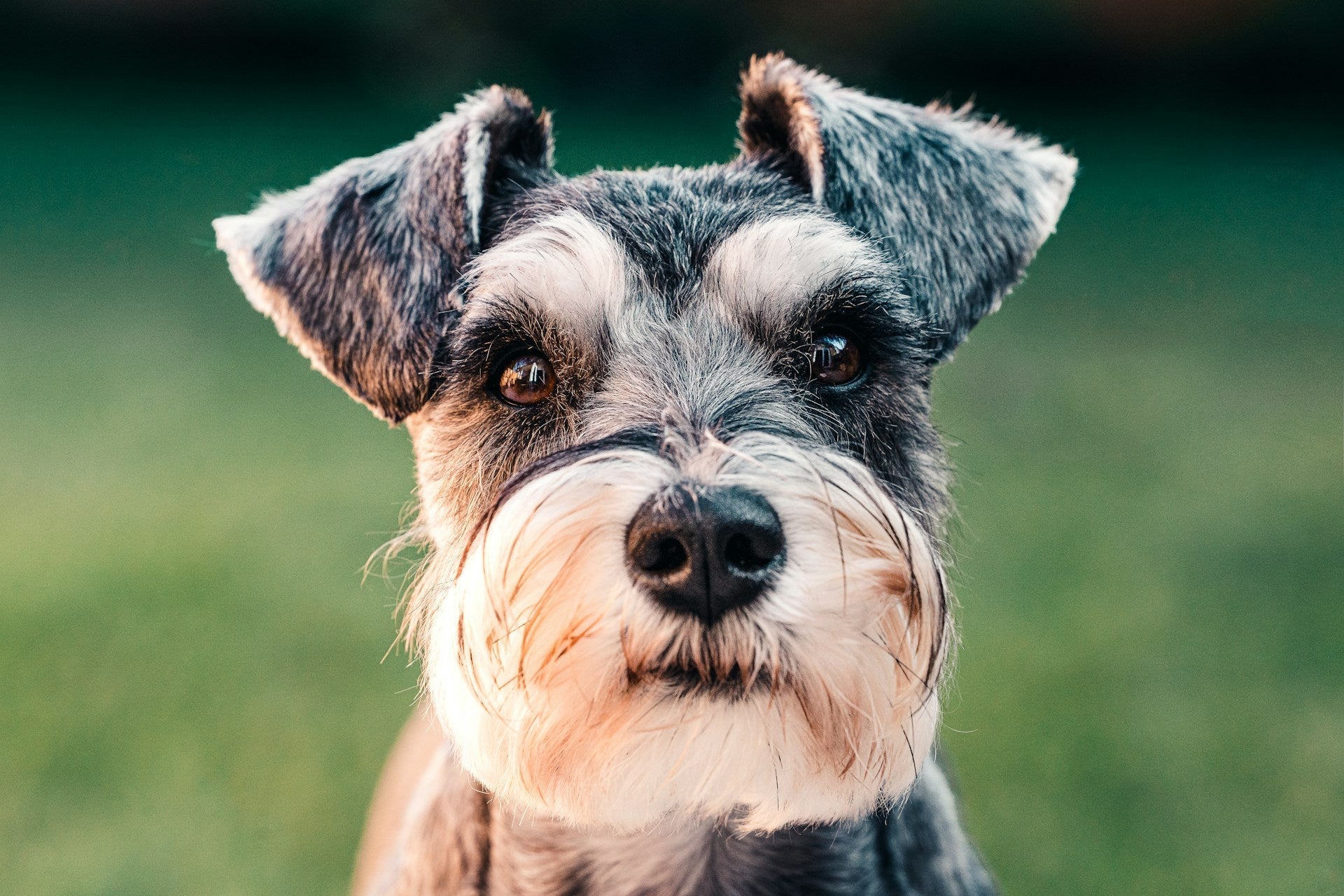 Hyperlipidaemia and proteinuria in Miniature Schnauzers
