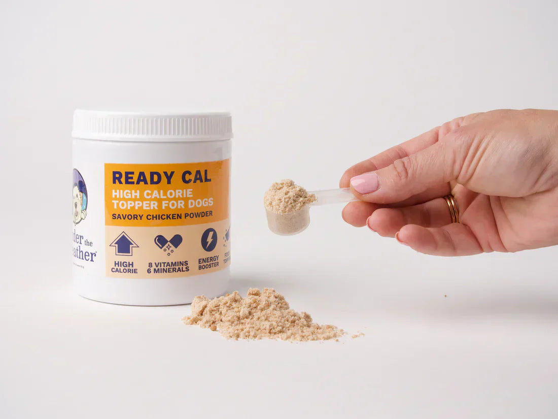 Underweight cats: feeding for weight gain  VNG