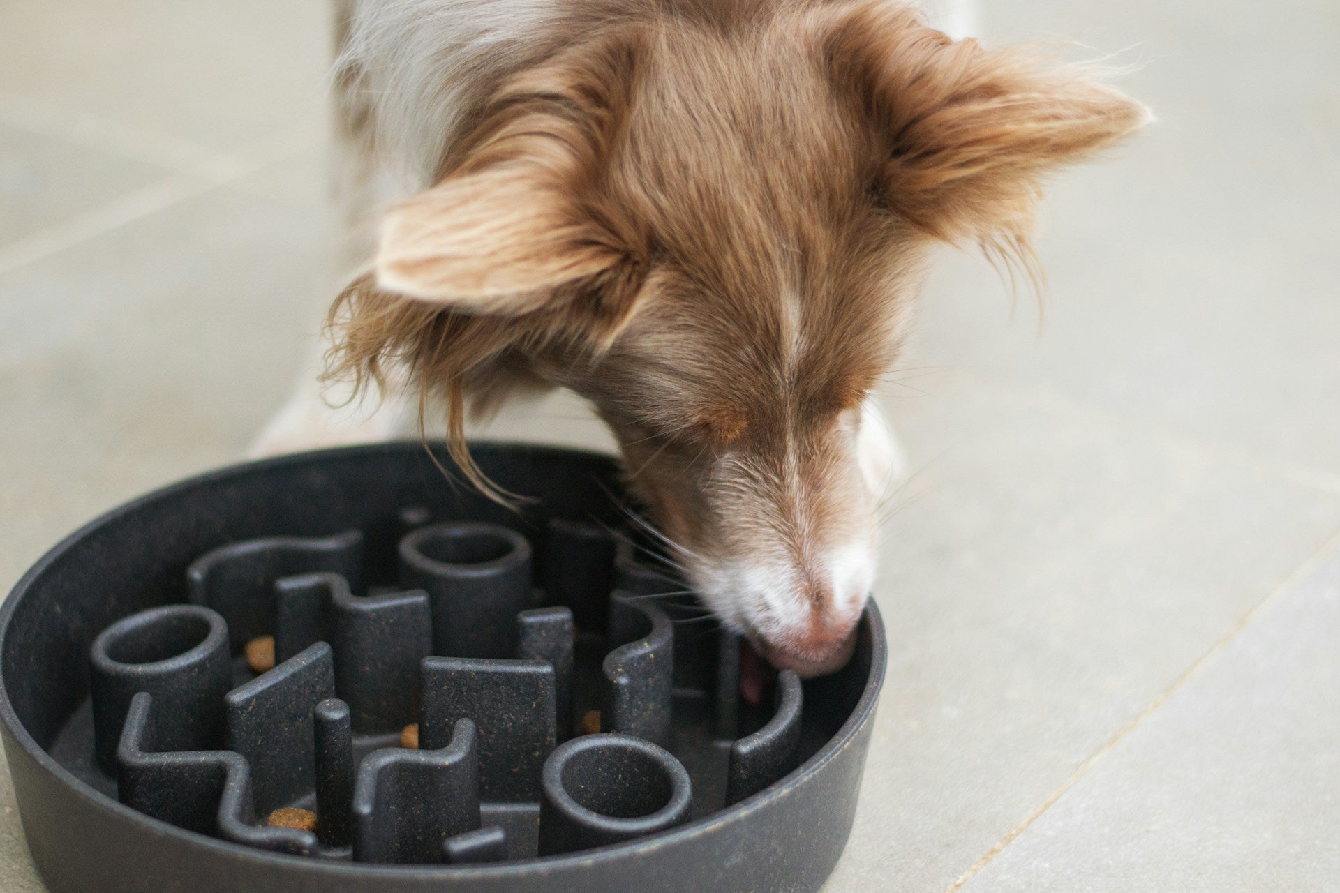How to feed your cat or dog - from bowls to slow feeders and puzzle toys