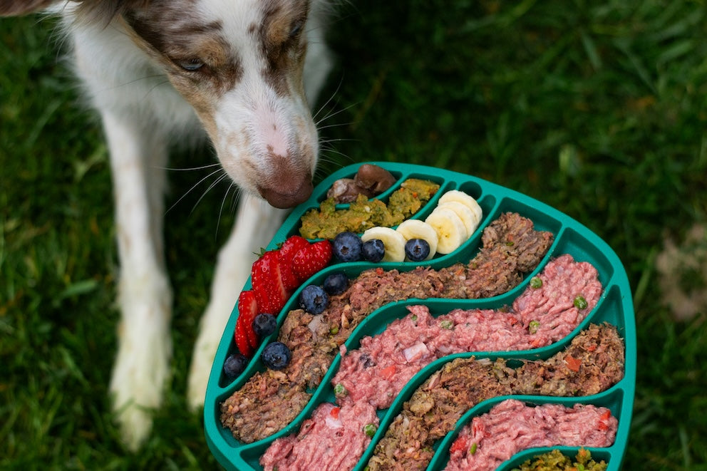 Making homemade dog food on a budget