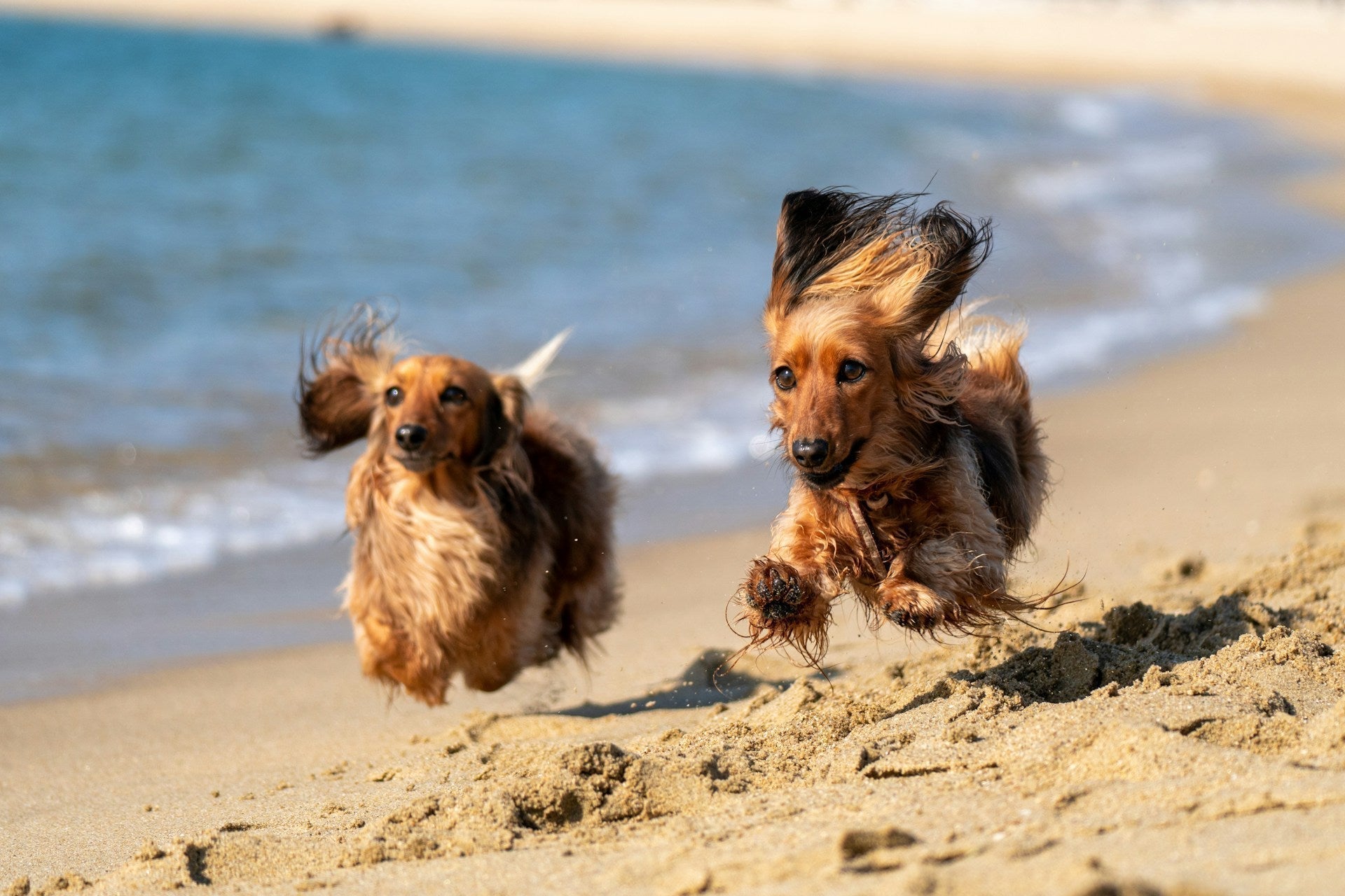 The effects of salt water on dogs: the dreaded beach diarrhoea