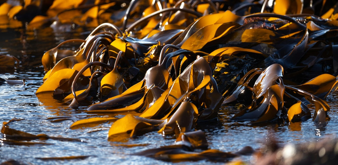 Seaweed and iodine - how much is too much?