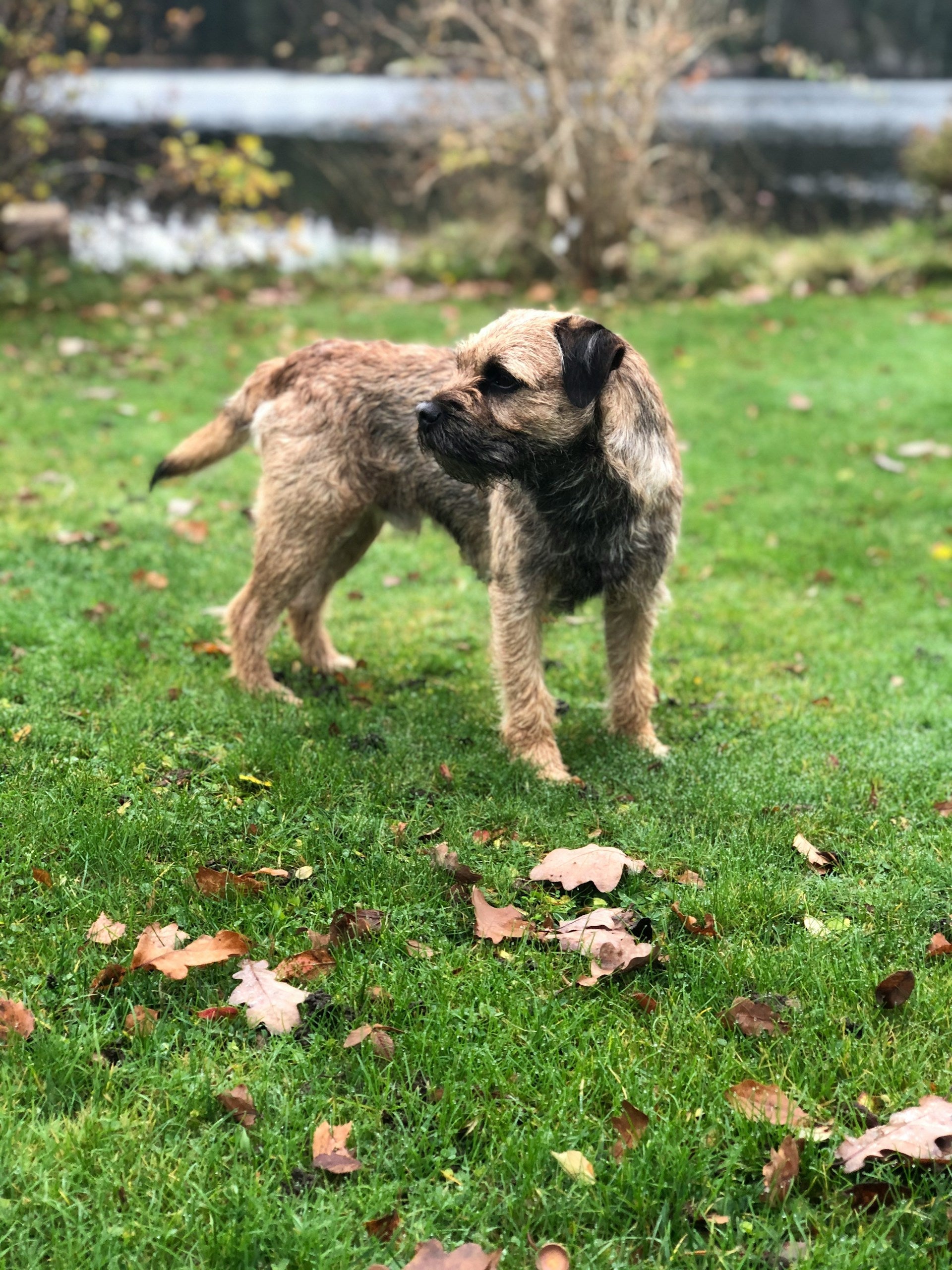 Paroxysmal gluten-sensitive dyskinesia in Border terriers