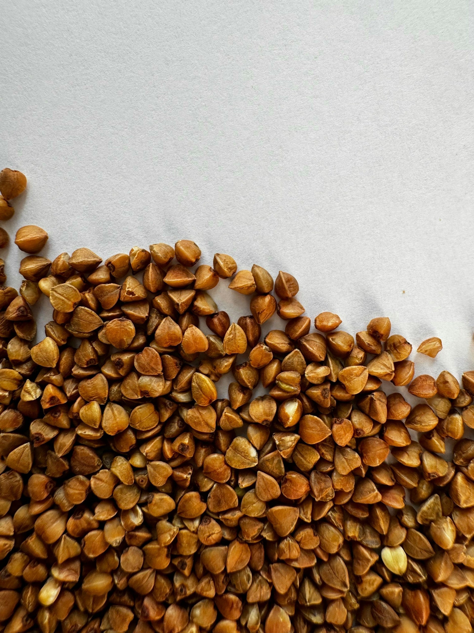 Does buckwheat cause liver disease in dogs?