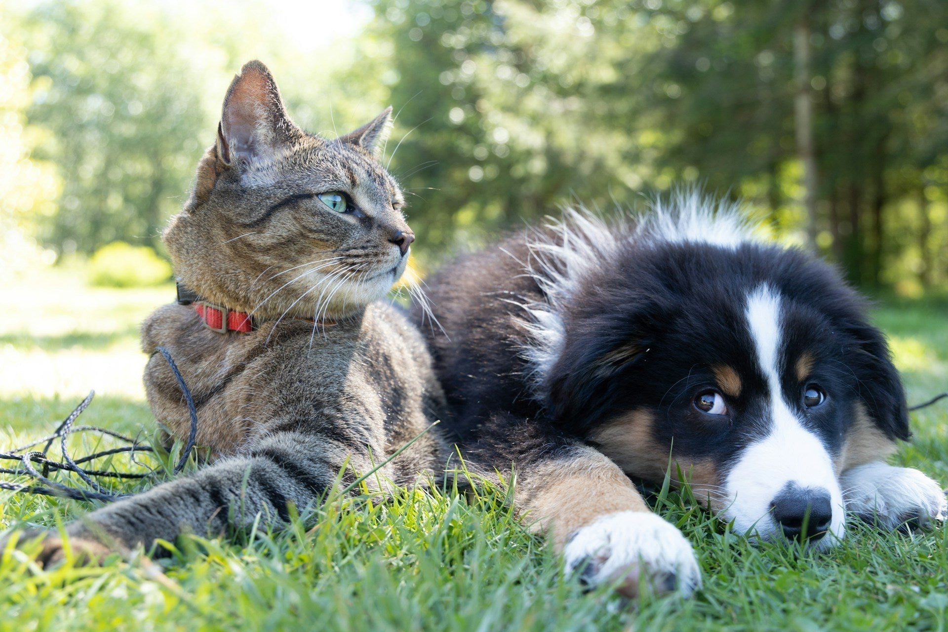 Basics for veterinary staff: how to calculate the energy requirement of an adult pet
