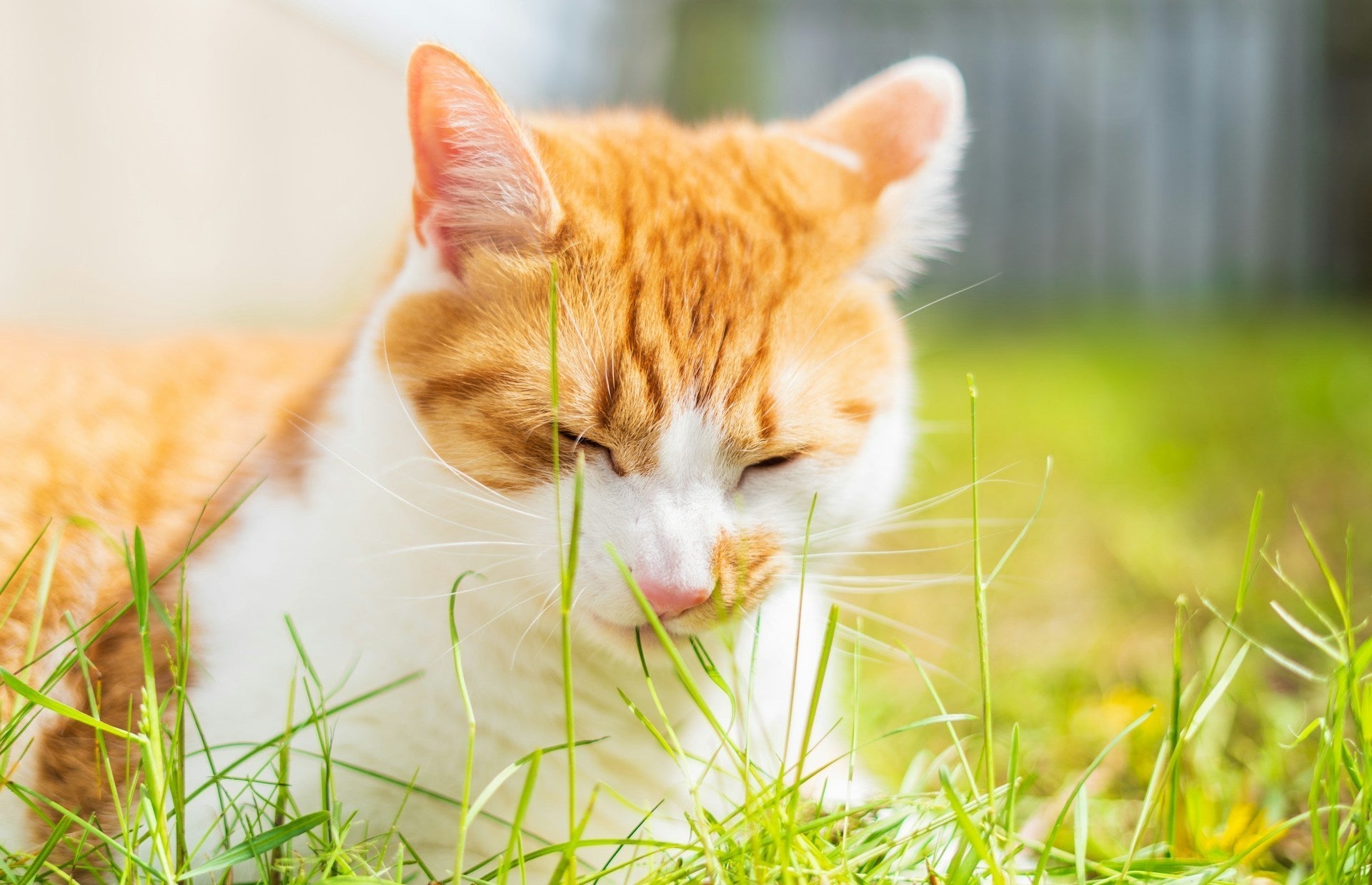 Why do cats eat plants?