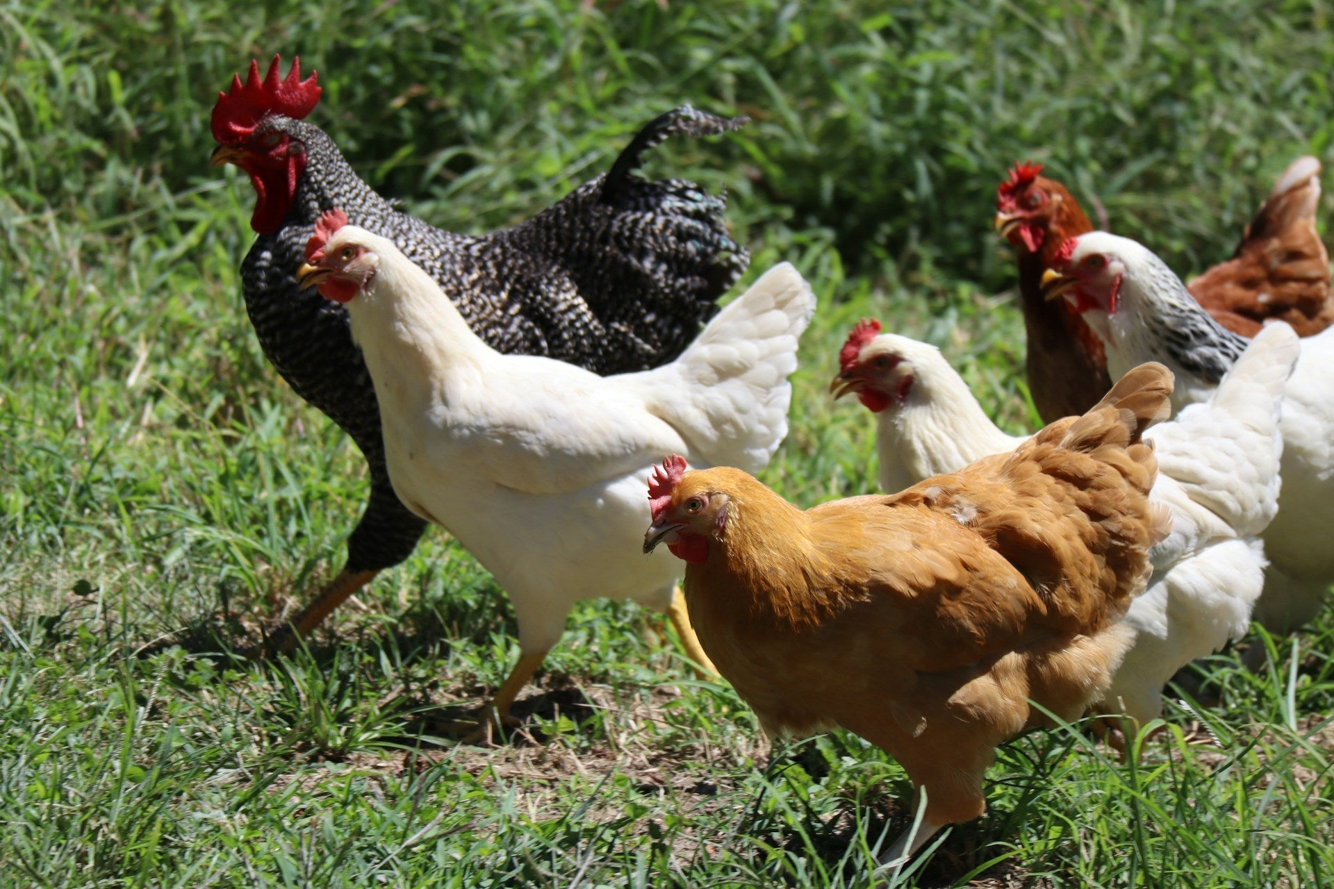 H5N1 Bird flu and raw meat diets for cats: what we know