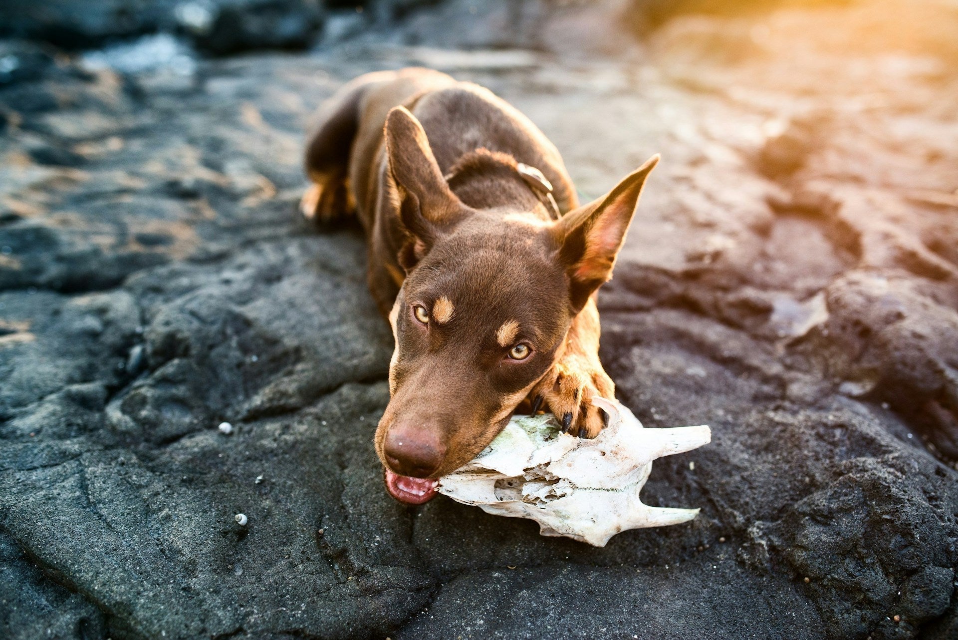 Why veterinarians don't like bones