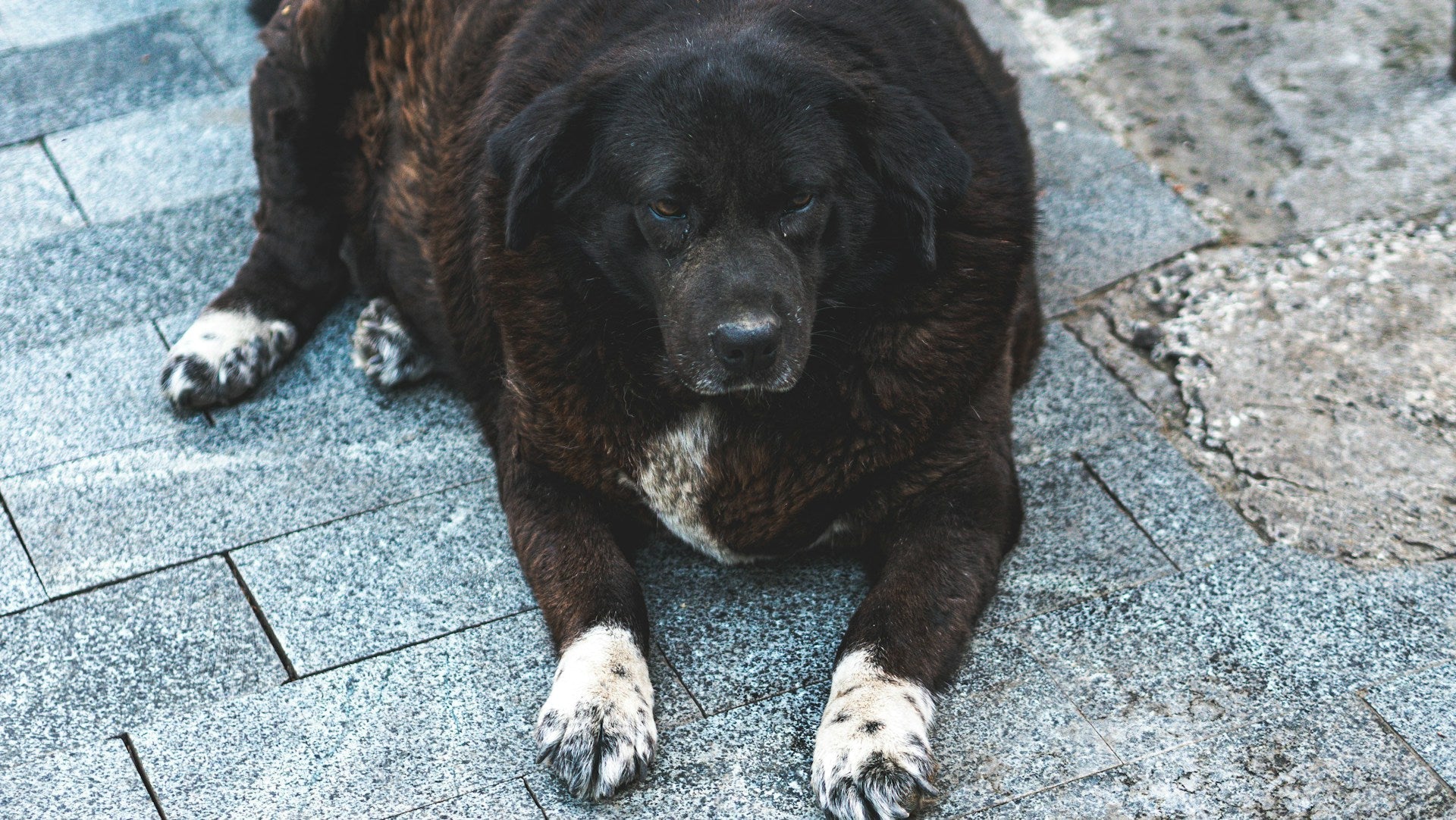 Obesity and associated diseases in pets