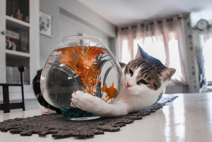 Can cats eat fish? A look at the risks and benefits