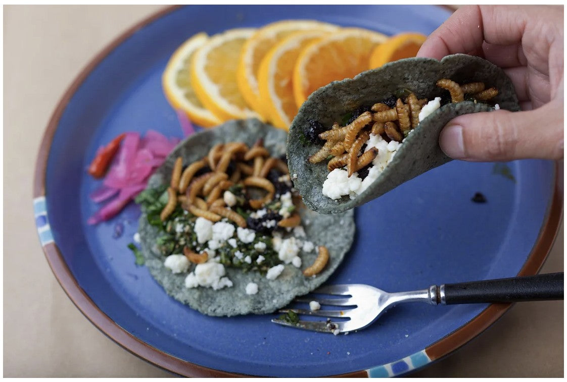 Insect protein in pet food - yes or no?