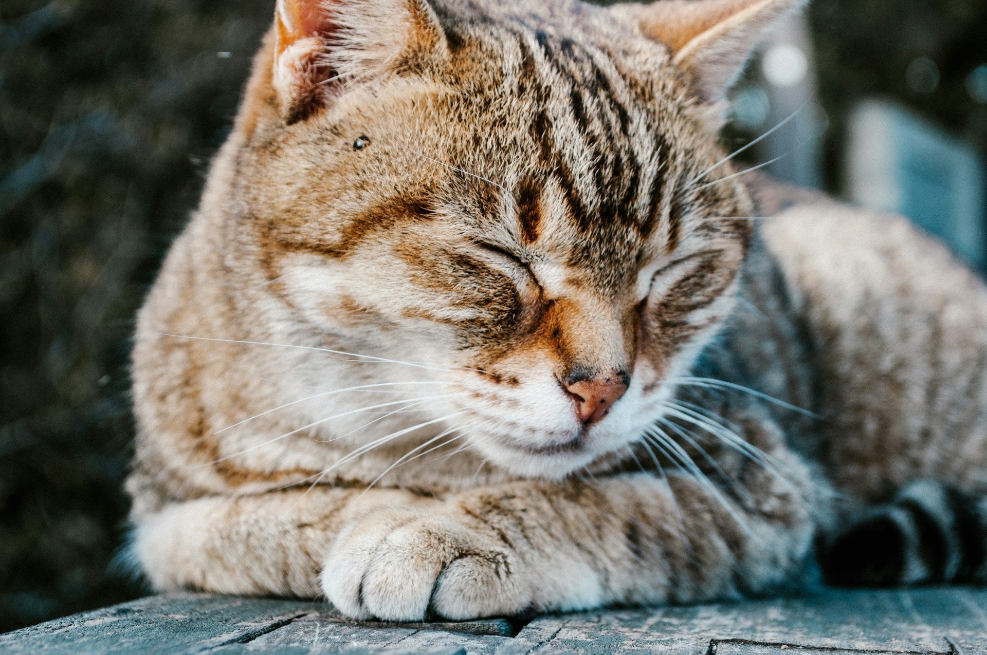 Case of the month: cystinuria in a 9-month-old female cat