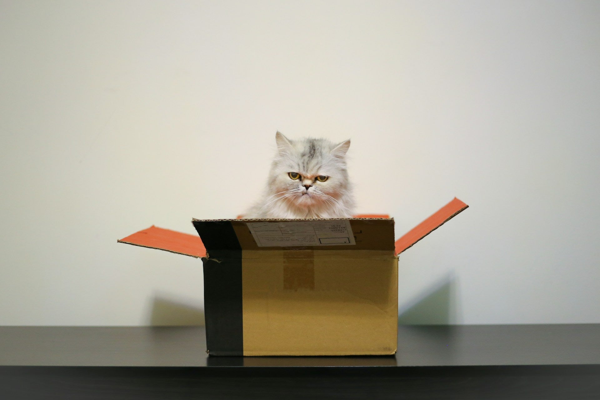 Schrödinger's cat eats a mouse.  And doesn't.