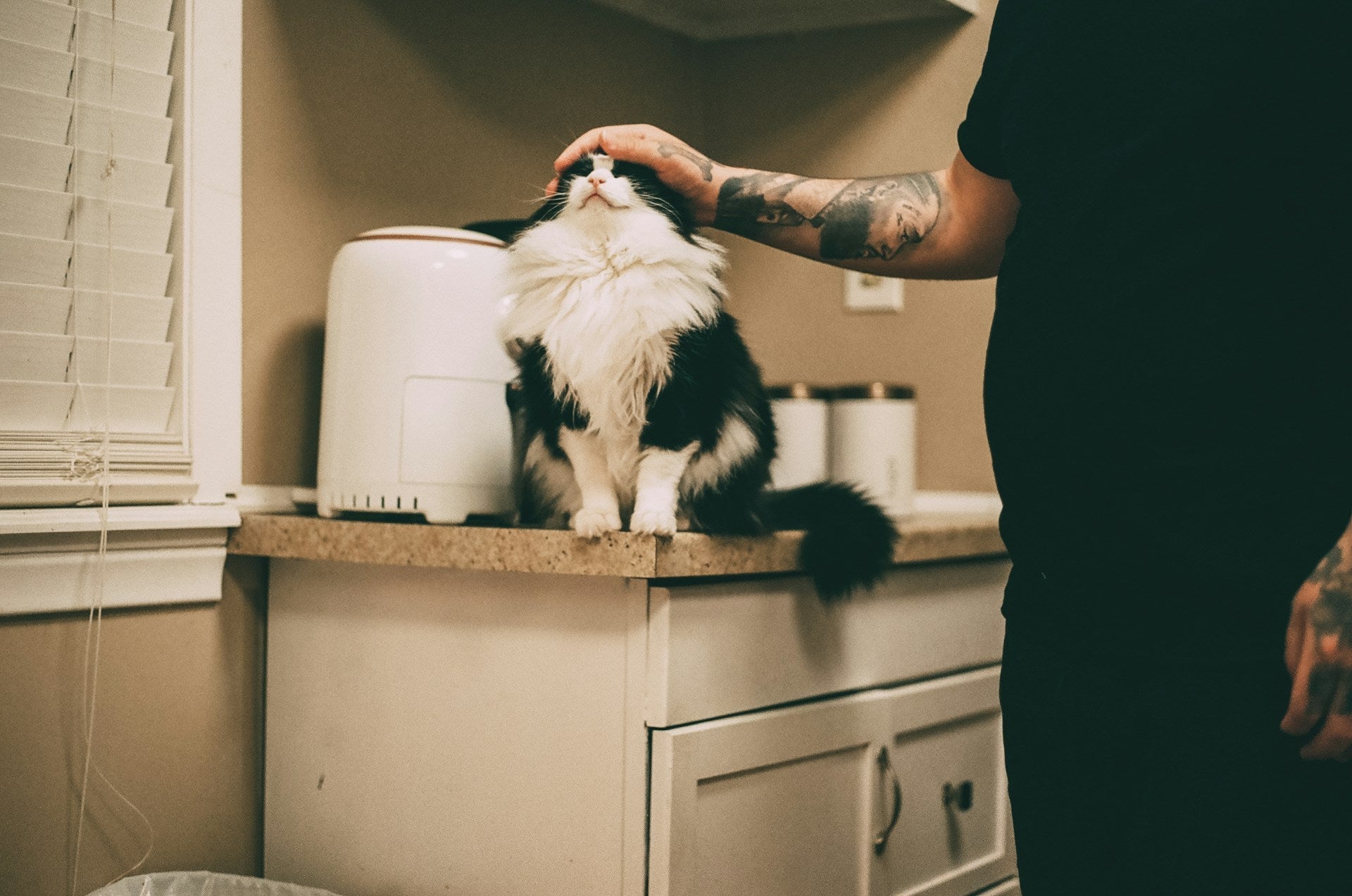 No more itchy eyes ... Purina develops new diet for allergic cat lovers
