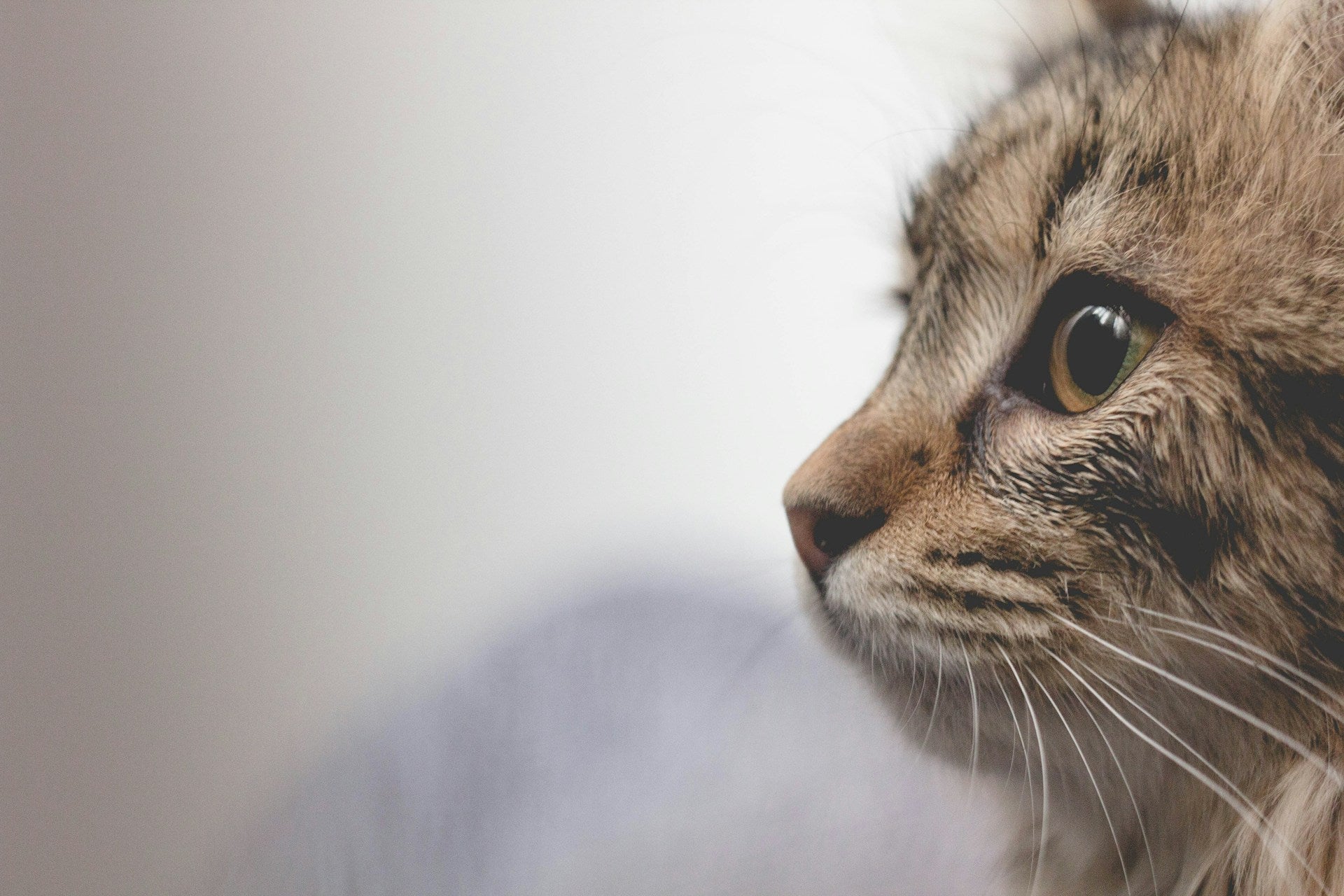 In depth: should I feed my cat with chronic kidney disease a raw diet?