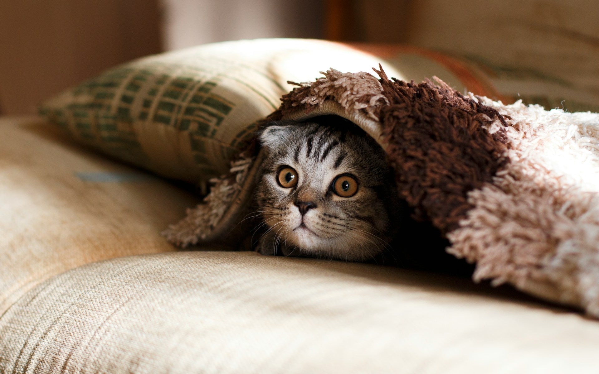 Freeze-dried diets for cats - yes or no?