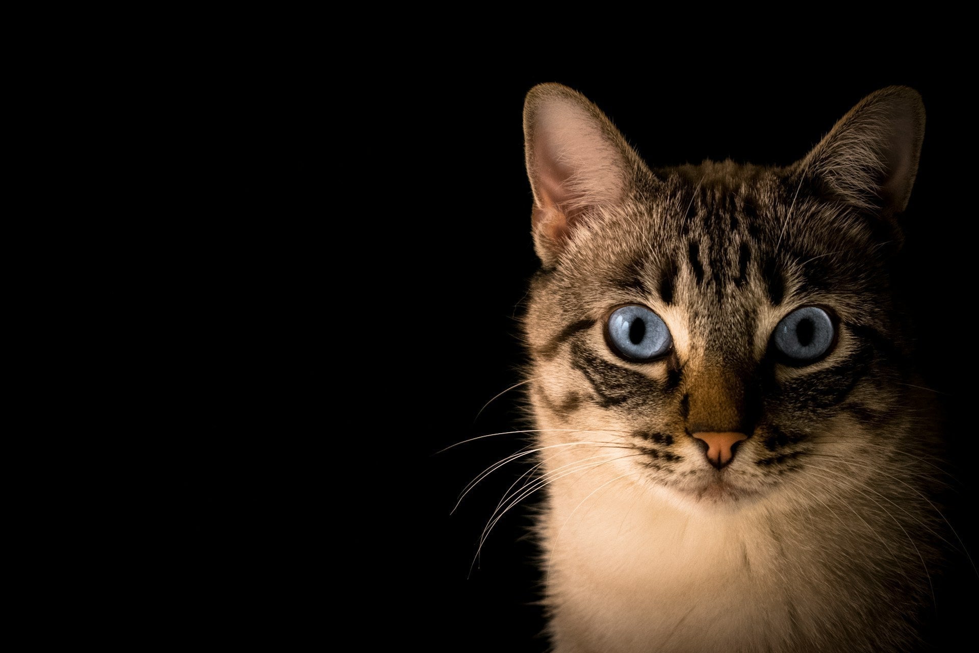 How to body condition score a dog or cat