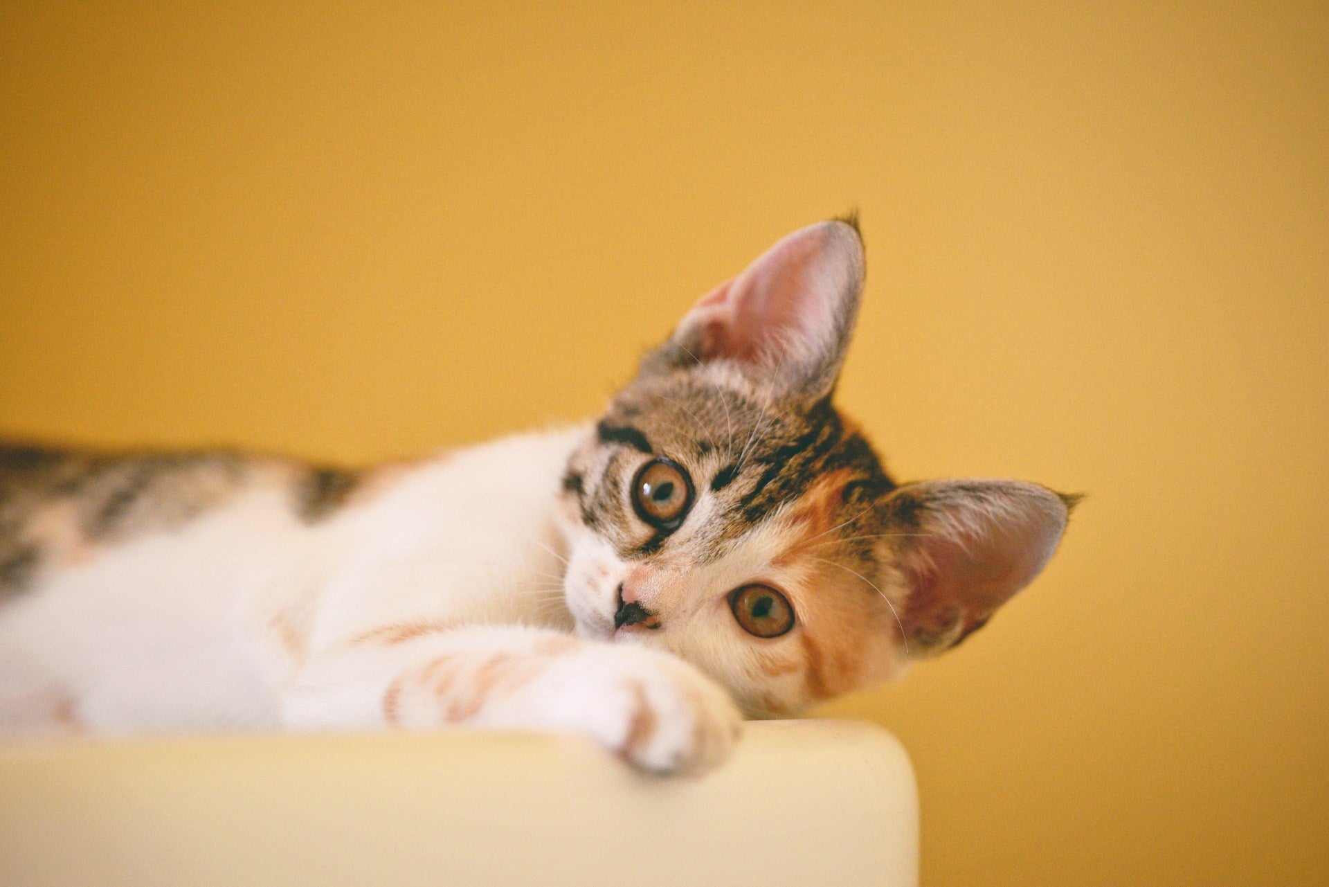 Phosphorus and cats - a new cause for concern?