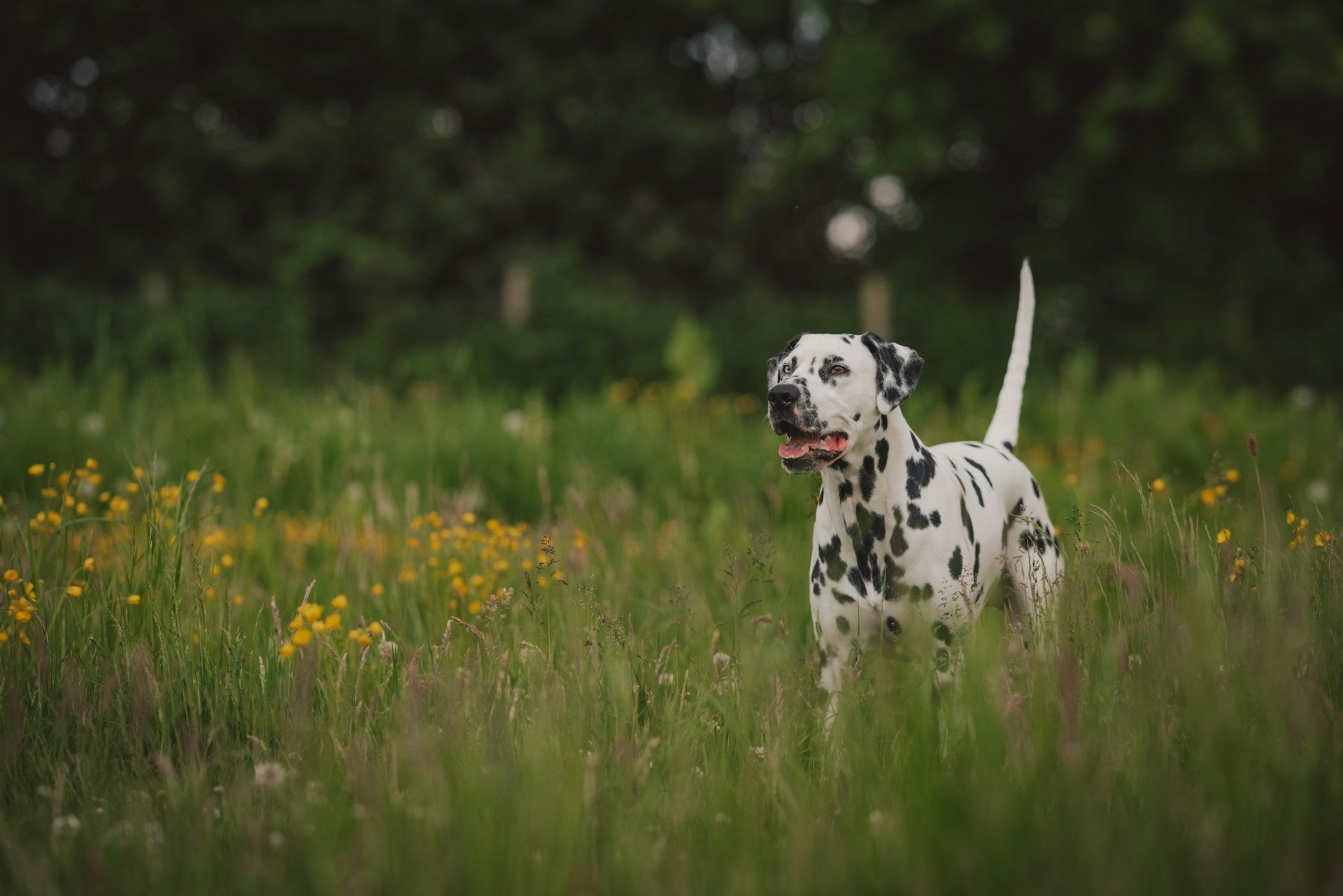 Homemade low purine treats for Dalmatians