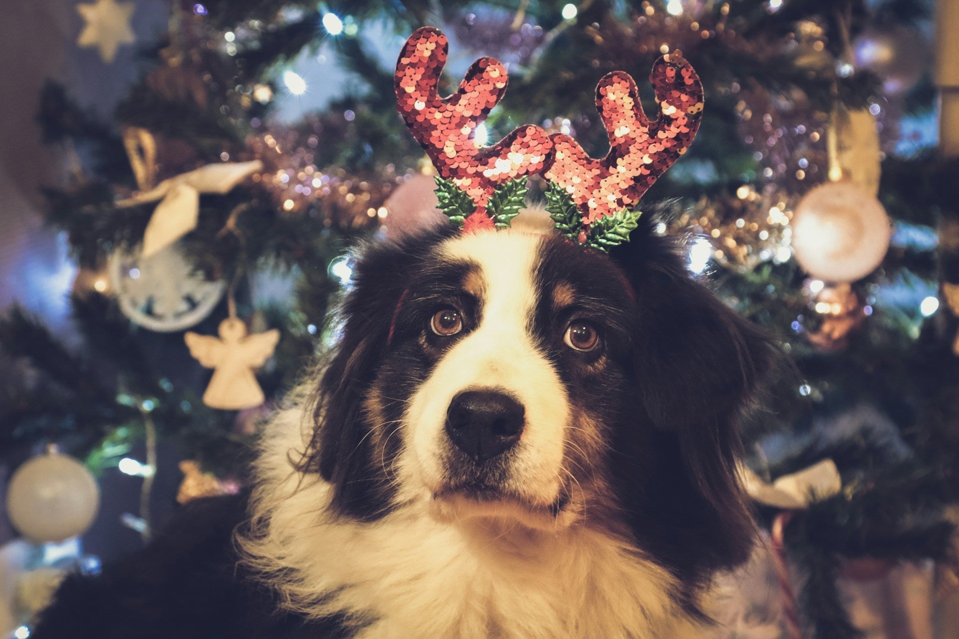 A very merry Christmas dinner (and treats) for your dog!