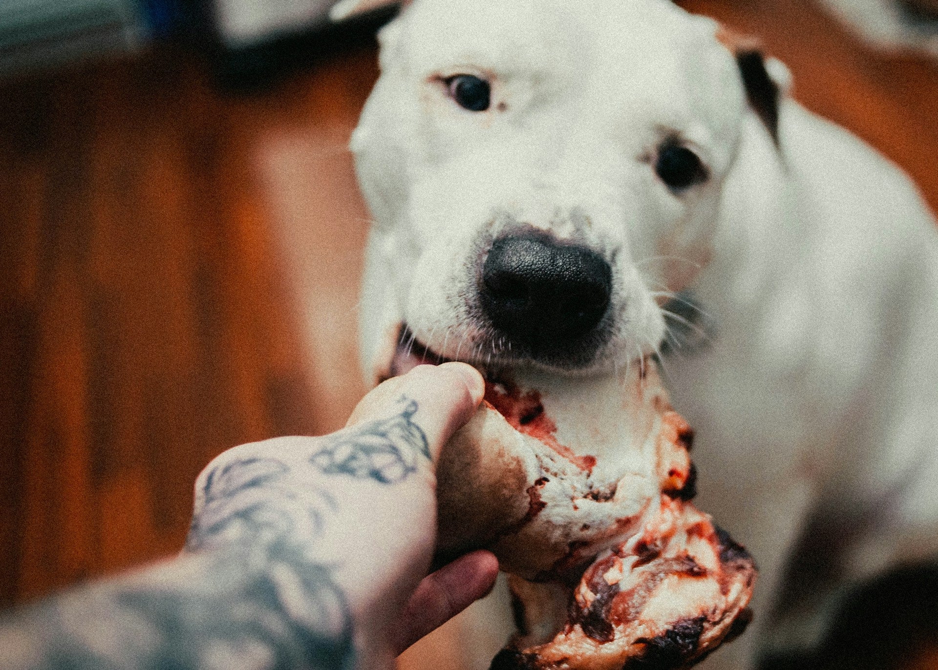 Should I feed my dog kitchen scraps?