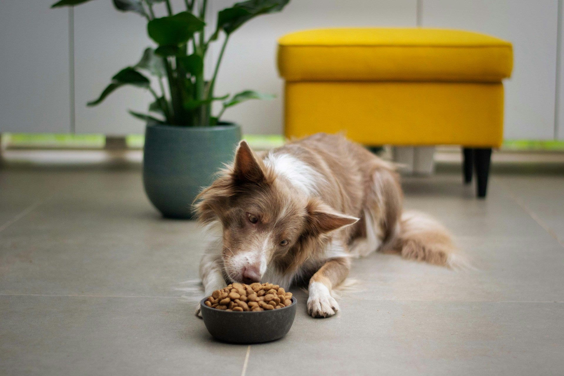 Fat content of some commercial diets for dogs