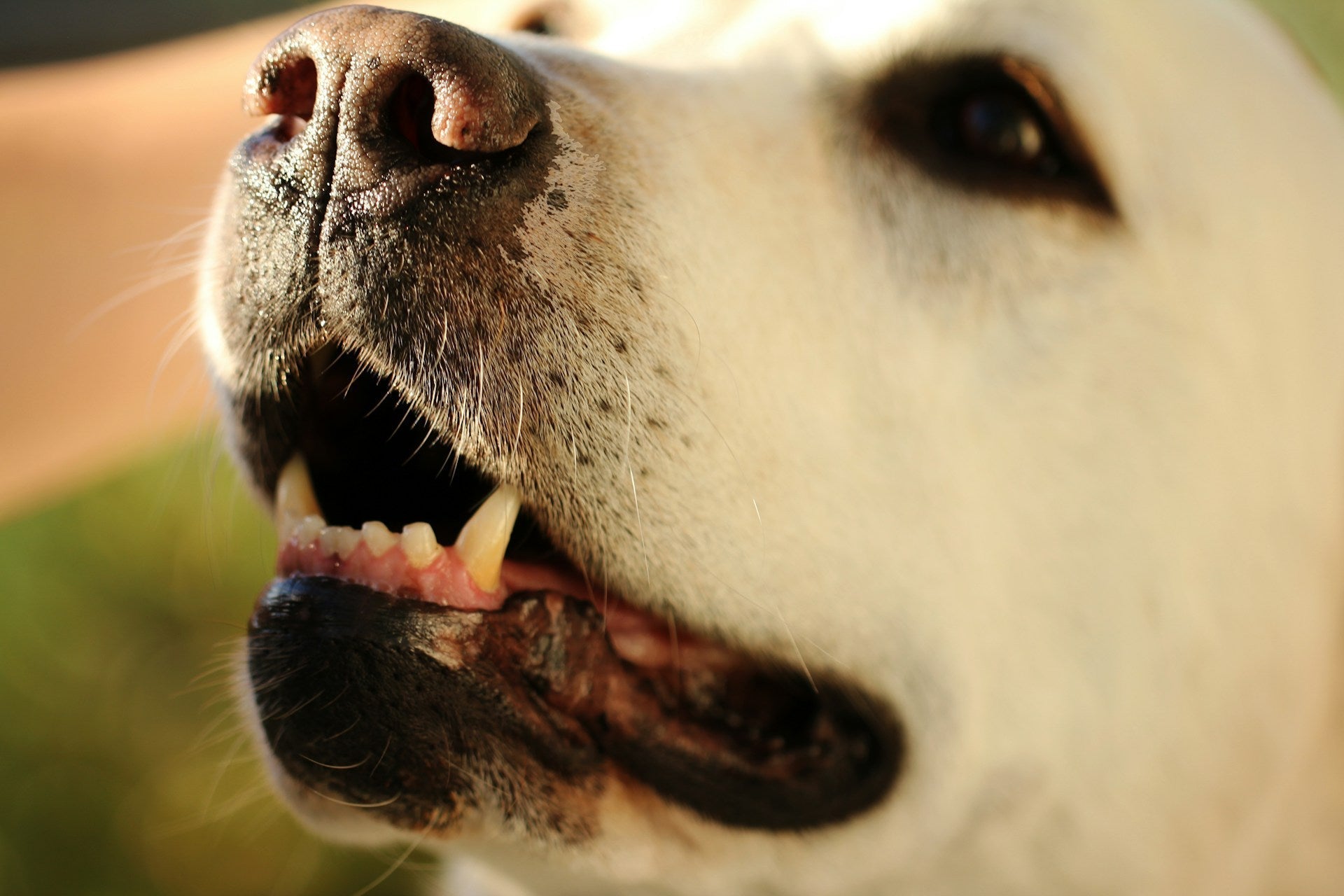 More evidence that brushing is better than dental diets or chews
