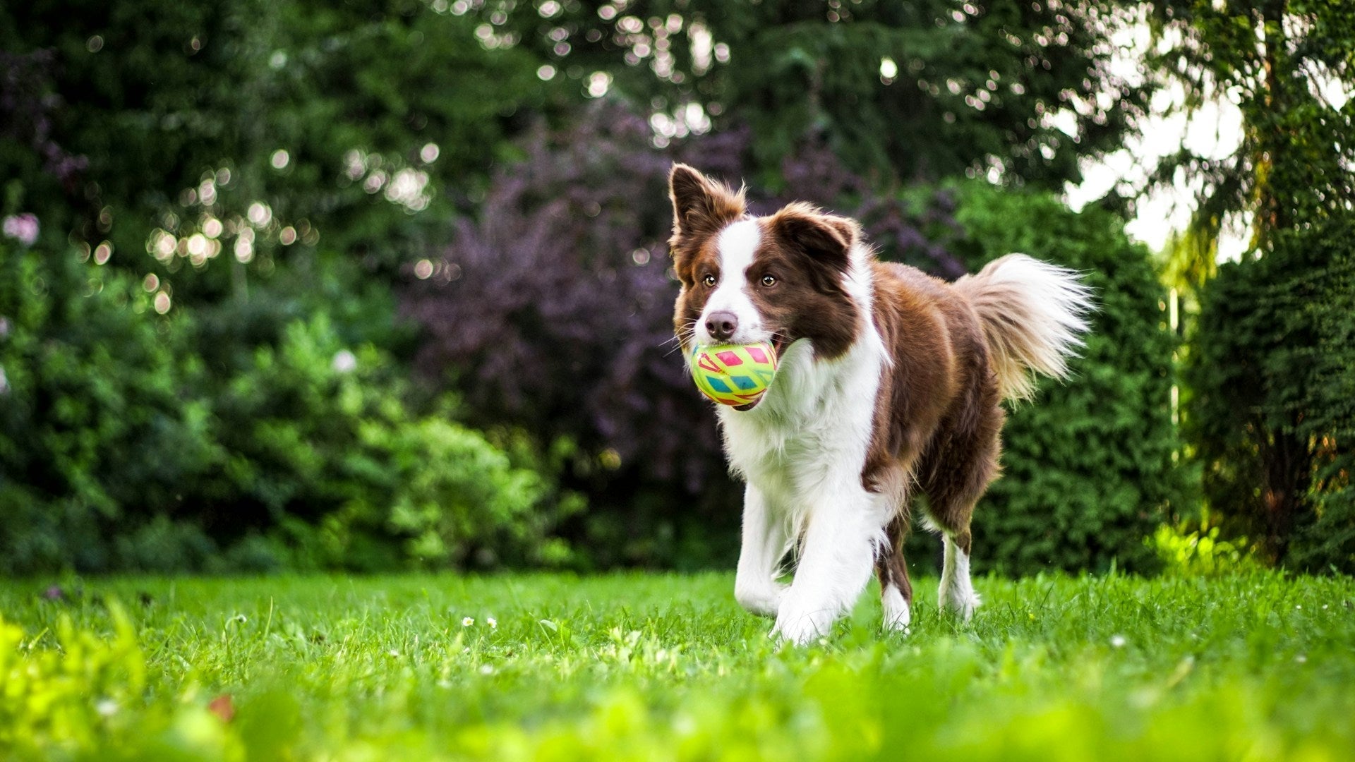 Homemade treat recipes for dogs with kidney disease