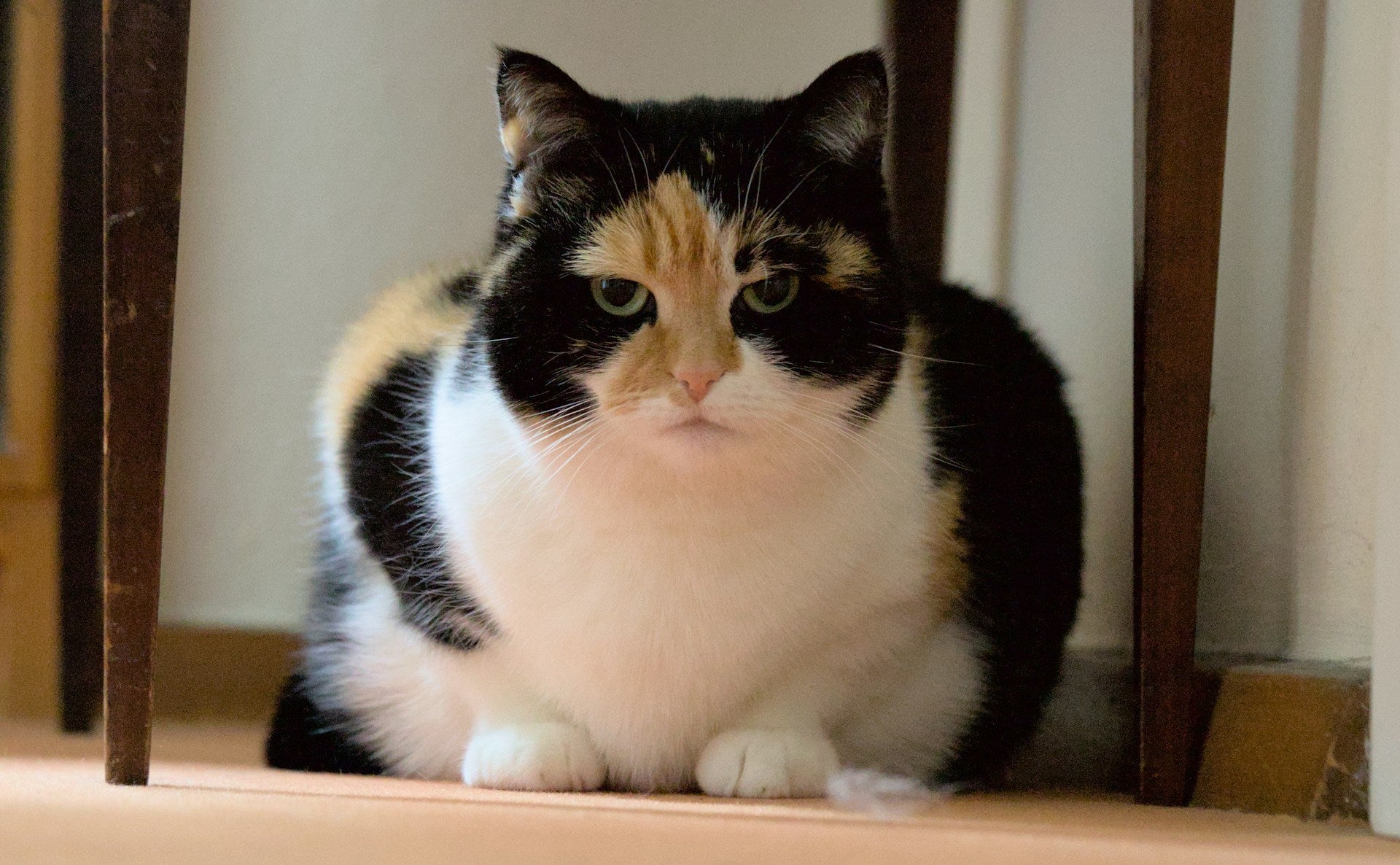Top five weight loss tips for cats