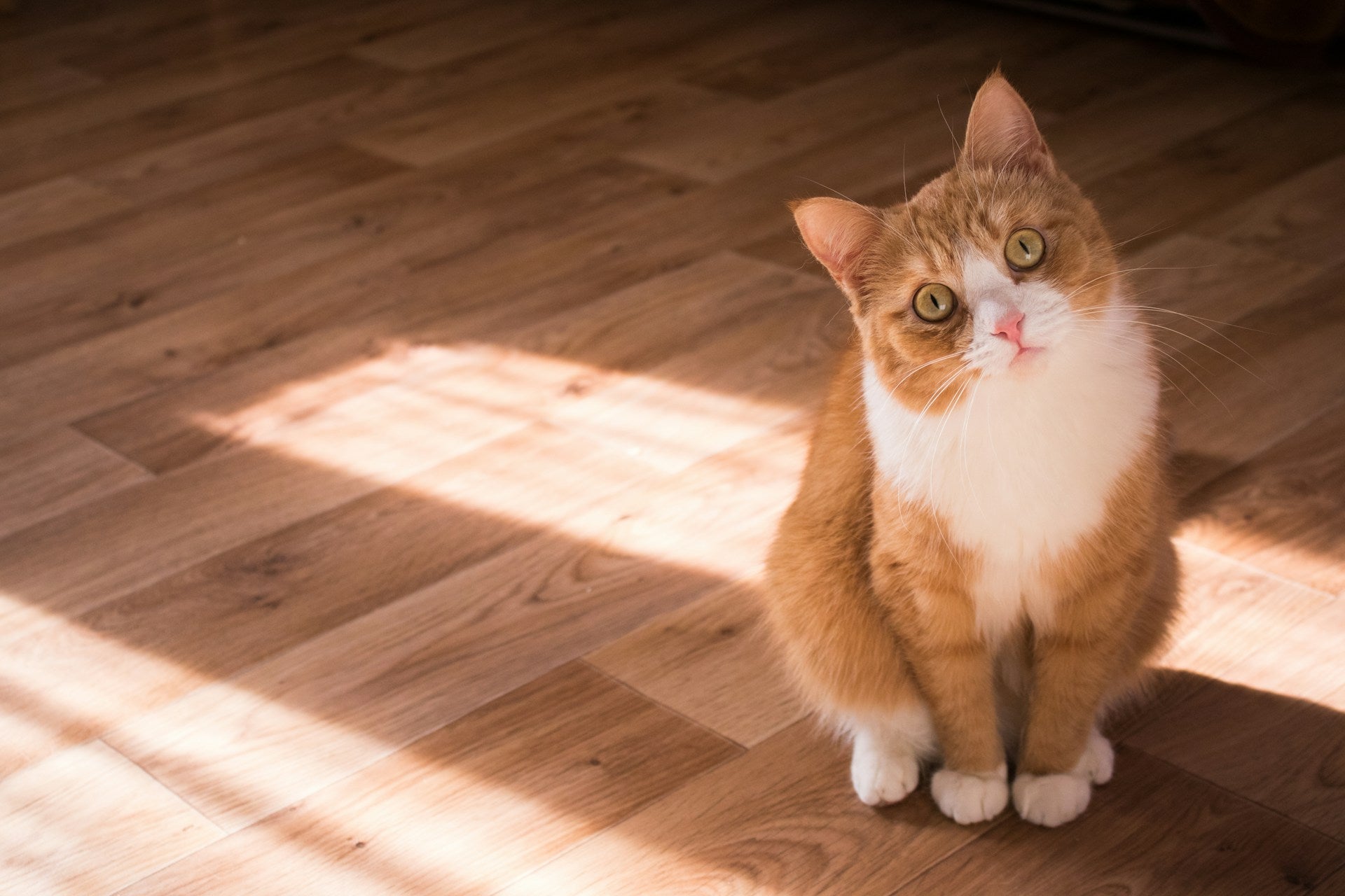 How to get sick animals to eat: our top 10 tips