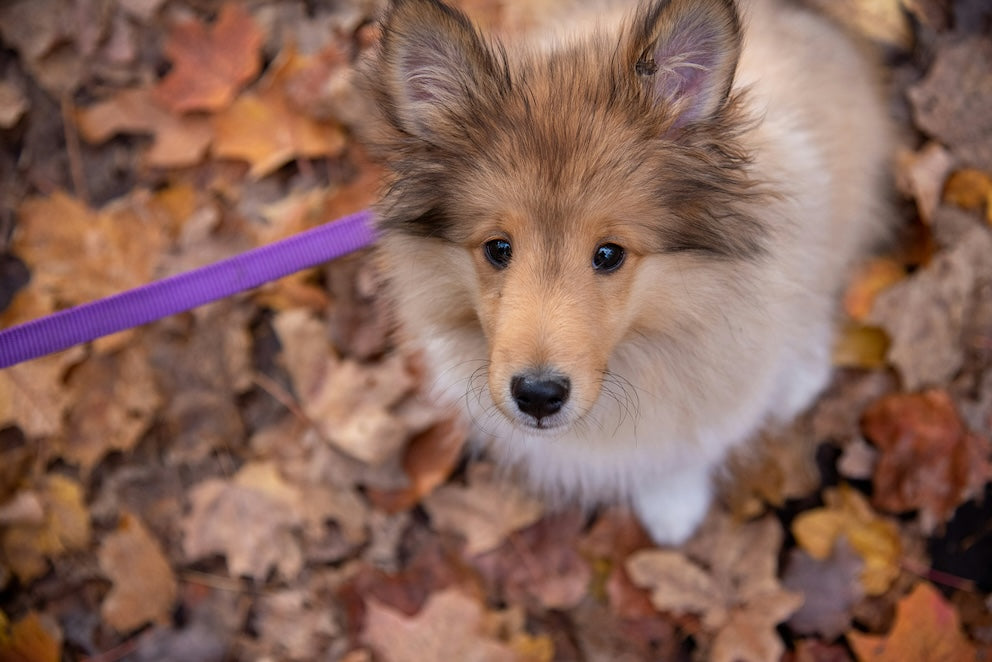 Diet and gallbladder mucoceles in dogs