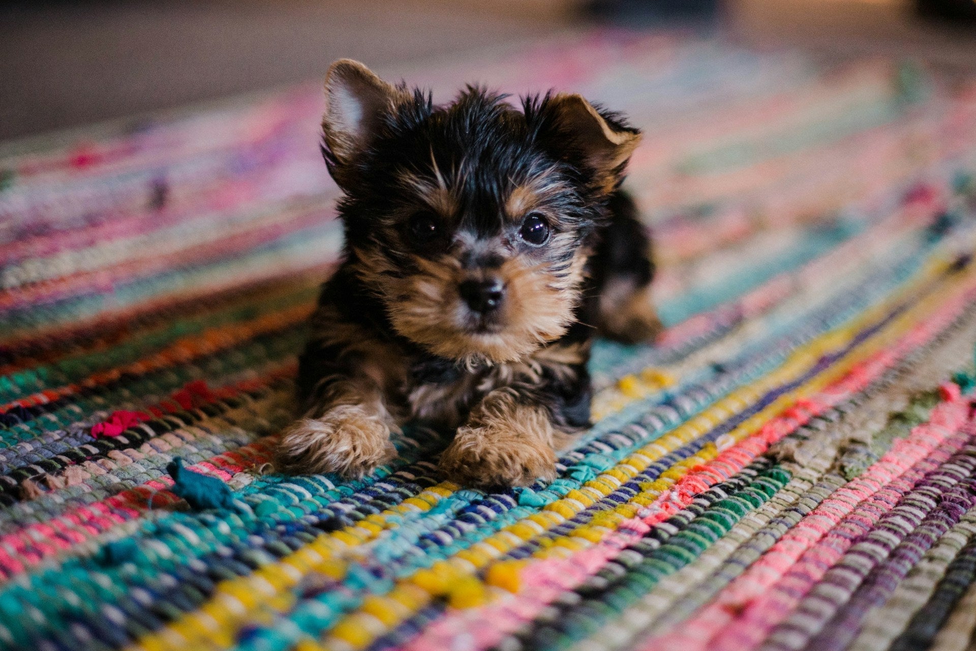 Low protein and low copper treats for dogs (and puppies)