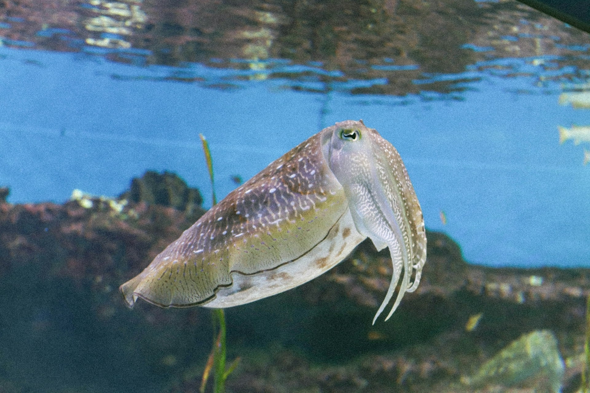 Is squid the ultimate novel protein for dogs and cats?