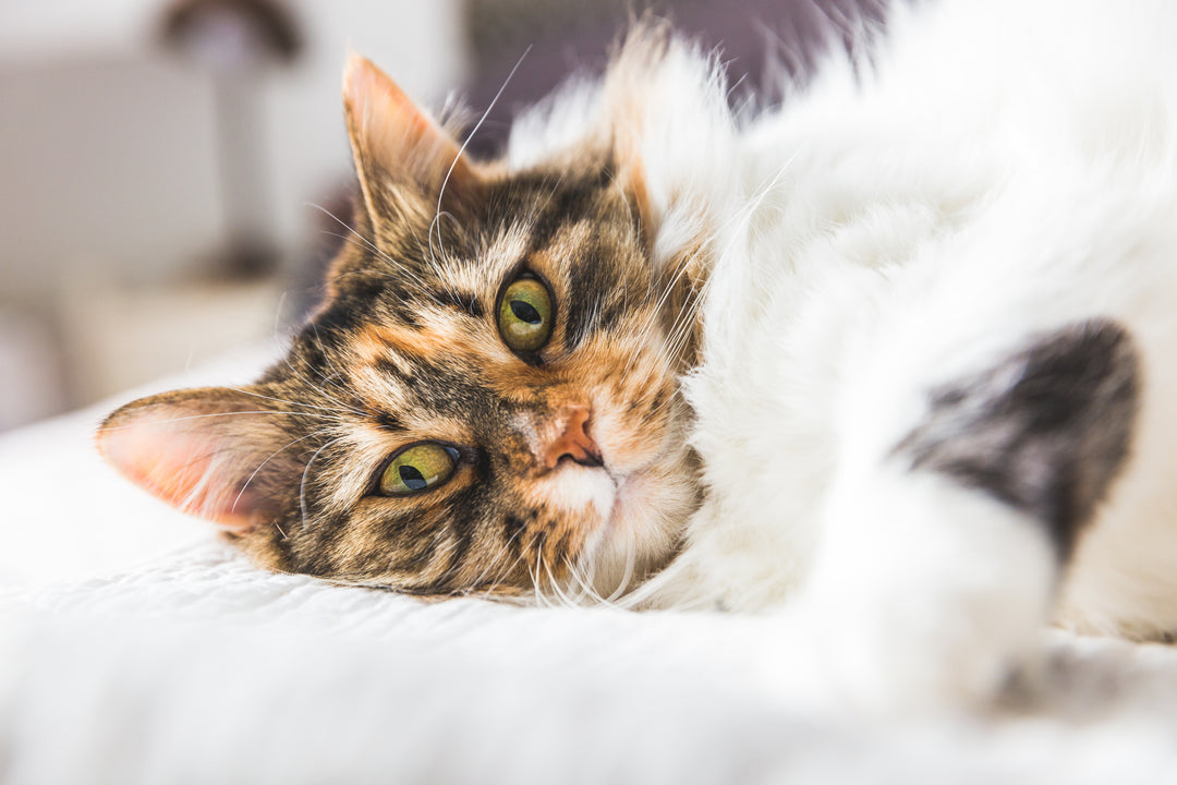 Picture of Therapeutic feeding guides for cats – VNG